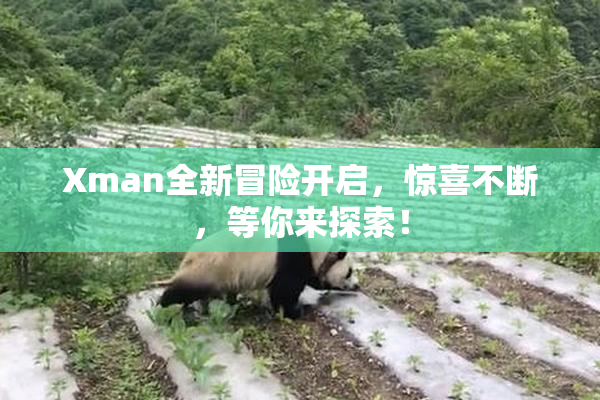 Xman全新冒险开启，惊喜不断，等你来探索！