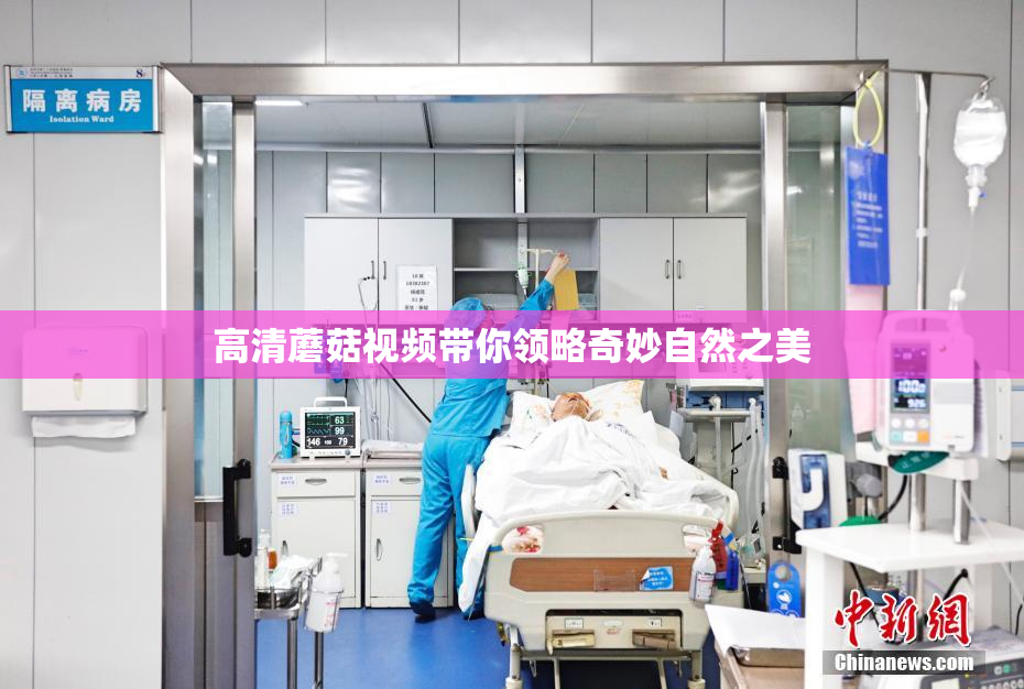高清蘑菇视频带你领略奇妙自然之美