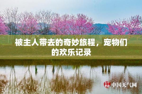 被主人带去的奇妙旅程，宠物们的欢乐记录
