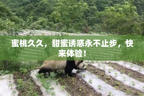 蜜桃久久，甜蜜诱惑永不止步，快来体验！