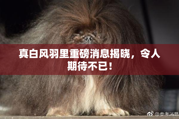 真白风羽里重磅消息揭晓，令人期待不已！