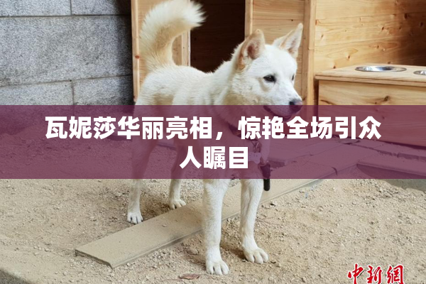 瓦妮莎华丽亮相，惊艳全场引众人瞩目