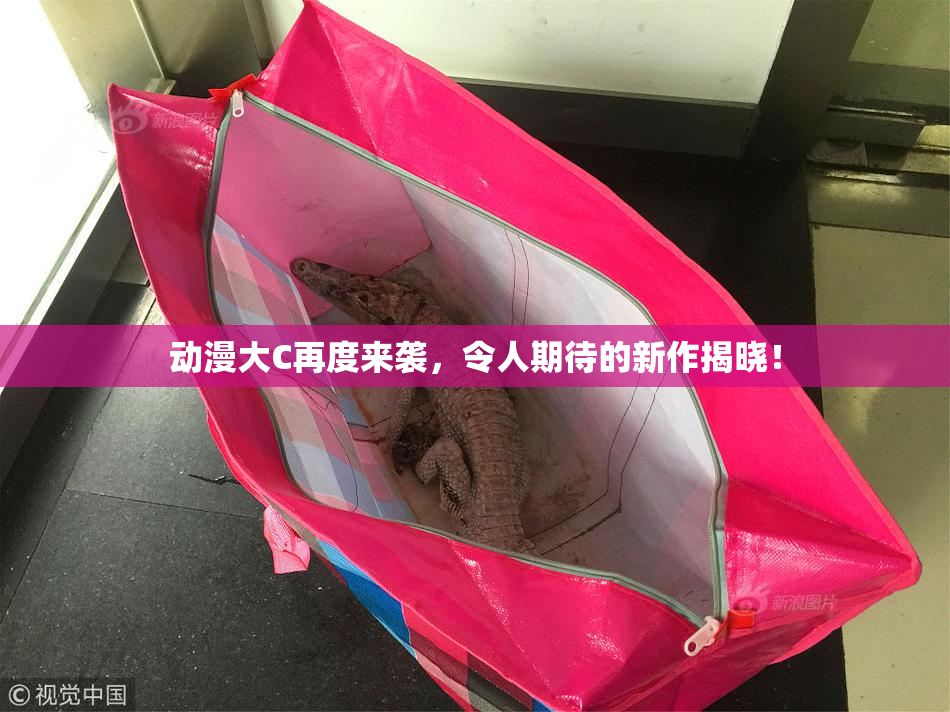 动漫大C再度来袭，令人期待的新作揭晓！