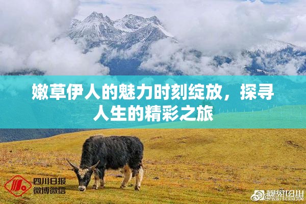 嫩草伊人的魅力时刻绽放，探寻人生的精彩之旅