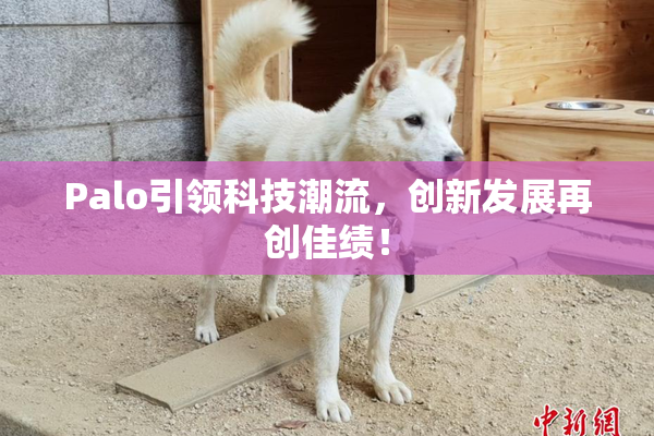 Palo引领科技潮流，创新发展再创佳绩！