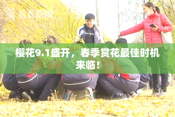 樱花9.1盛开，春季赏花最佳时机来临！