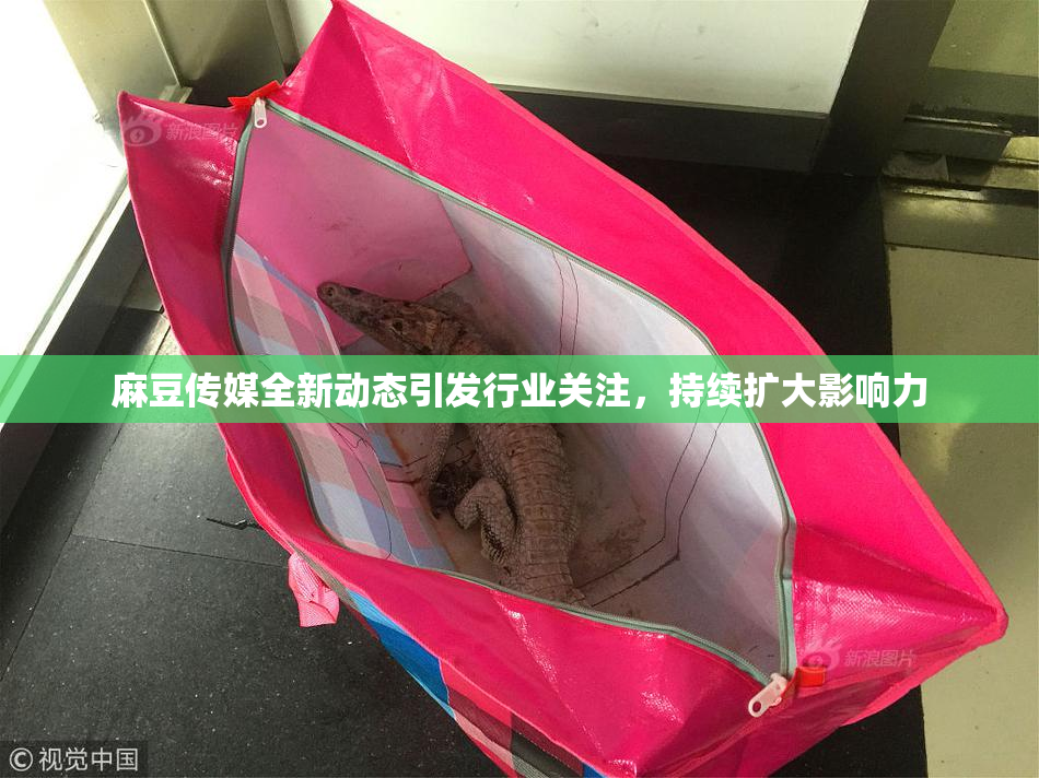 麻豆传媒全新动态引发行业关注，持续扩大影响力