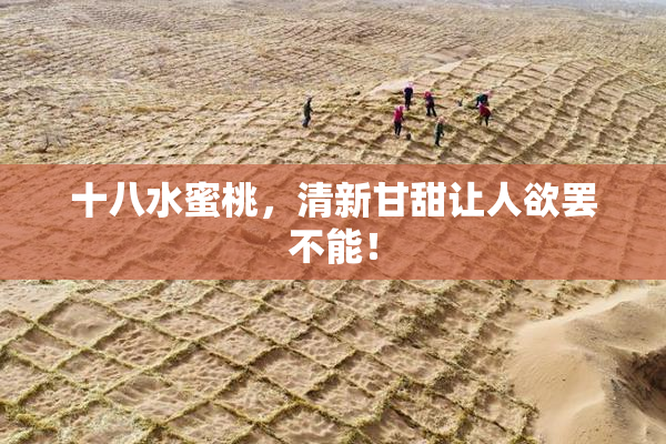 十八水蜜桃，清新甘甜让人欲罢不能！