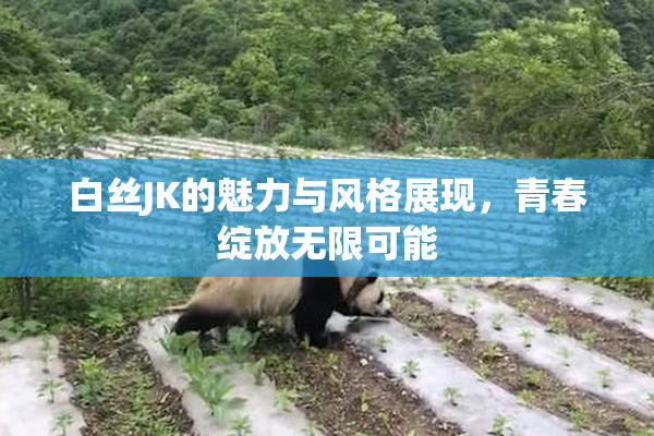 白丝JK的魅力与风格展现，青春绽放无限可能