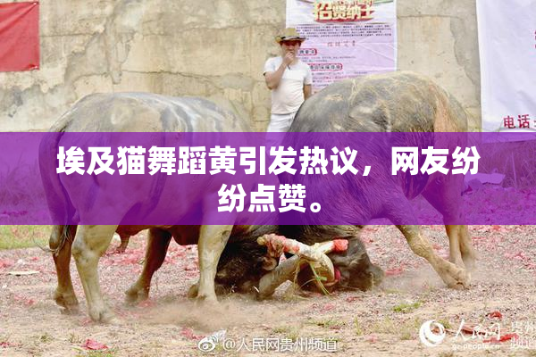 埃及猫舞蹈黄引发热议，网友纷纷点赞。