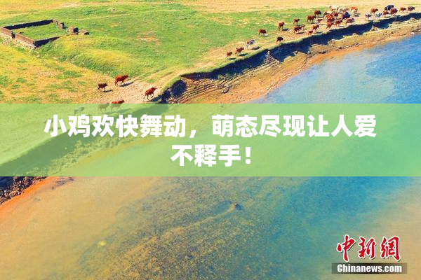 小鸡欢快舞动，萌态尽现让人爱不释手！