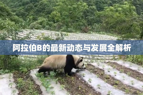 阿拉伯B的最新动态与发展全解析