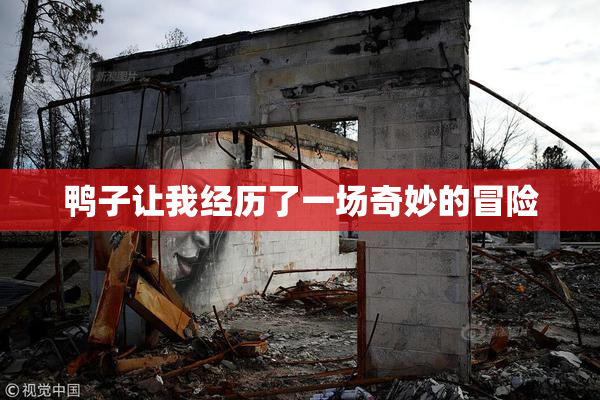 鸭子让我经历了一场奇妙的冒险