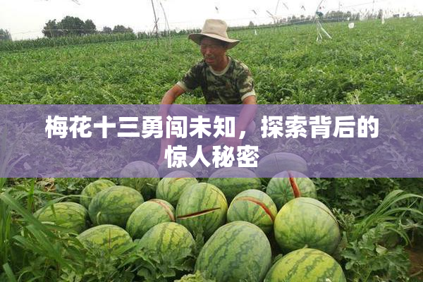梅花十三勇闯未知，探索背后的惊人秘密