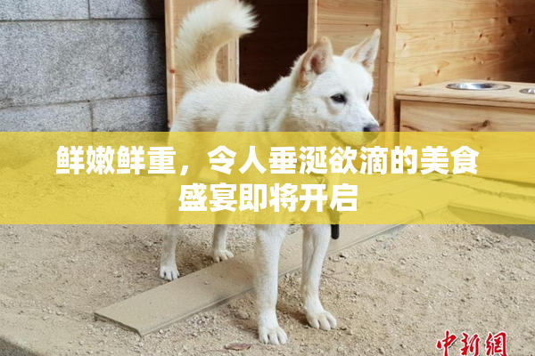 鲜嫩鲜重，令人垂涎欲滴的美食盛宴即将开启