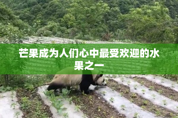 芒果成为人们心中最受欢迎的水果之一