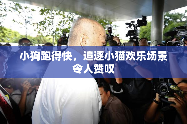 小狗跑得快，追逐小猫欢乐场景令人赞叹