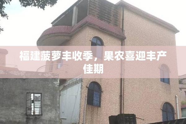 福建菠萝丰收季，果农喜迎丰产佳期