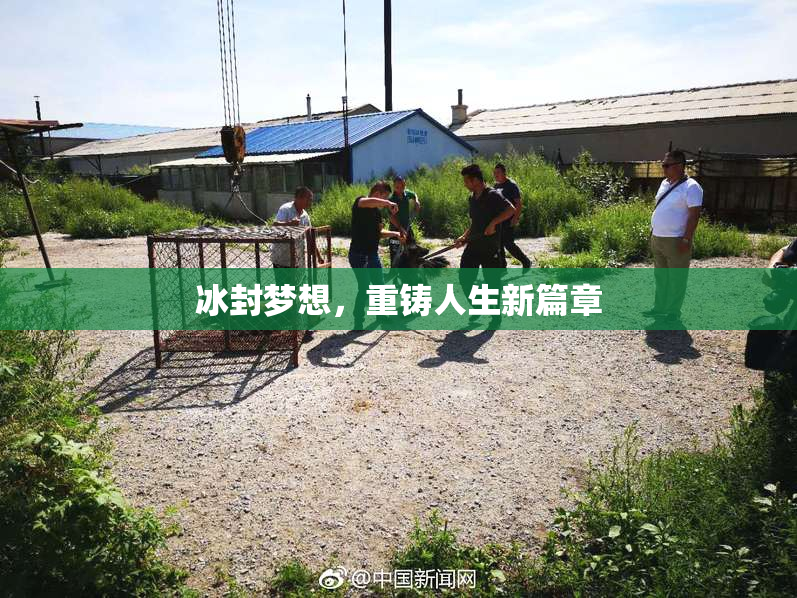 冰封梦想，重铸人生新篇章