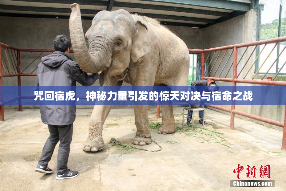 咒回宿虎，神秘力量引发的惊天对决与宿命之战