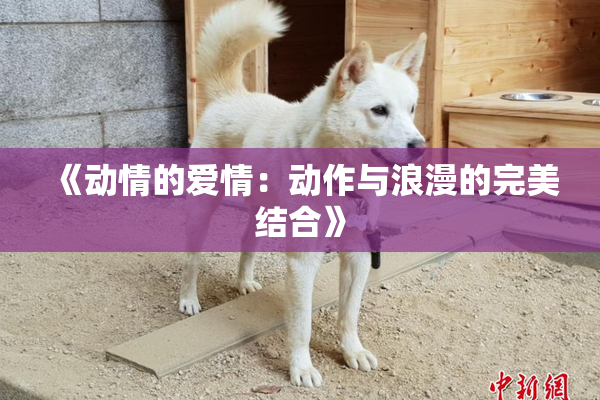《动情的爱情：动作与浪漫的完美结合》