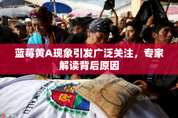 蓝莓黄A现象引发广泛关注，专家解读背后原因