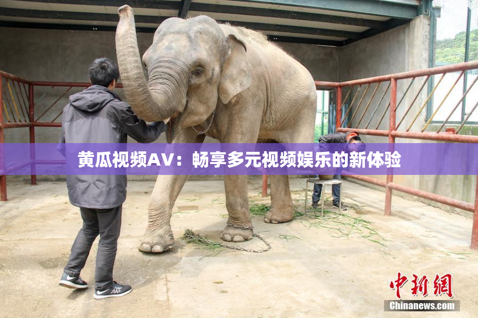 黄瓜视频AV：畅享多元视频娱乐的新体验