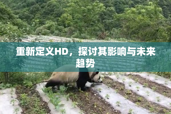 重新定义HD，探讨其影响与未来趋势