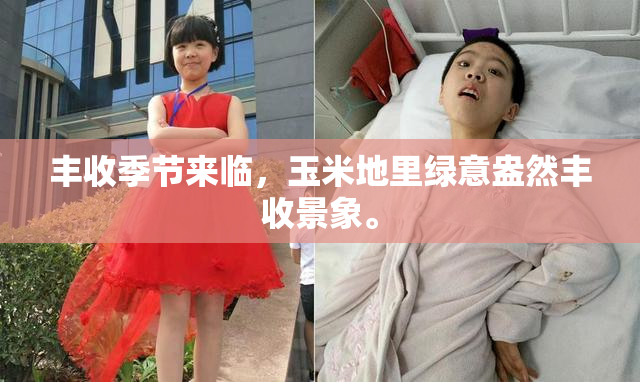 丰收季节来临，玉米地里绿意盎然丰收景象。