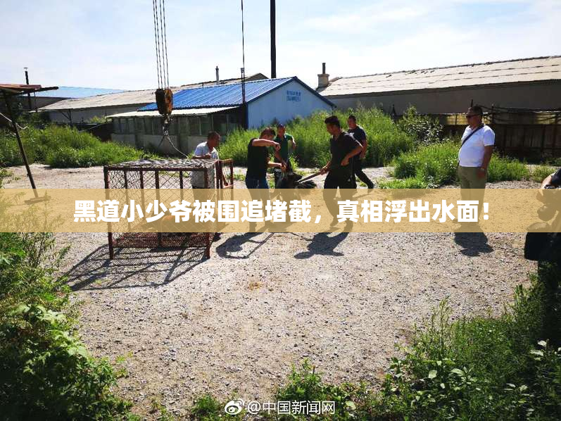 黑道小少爷被围追堵截，真相浮出水面！