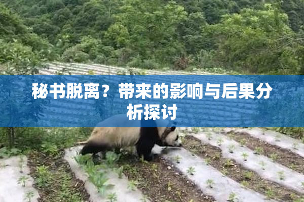 秘书脱离？带来的影响与后果分析探讨