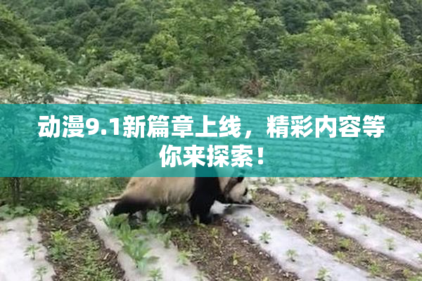动漫9.1新篇章上线，精彩内容等你来探索！