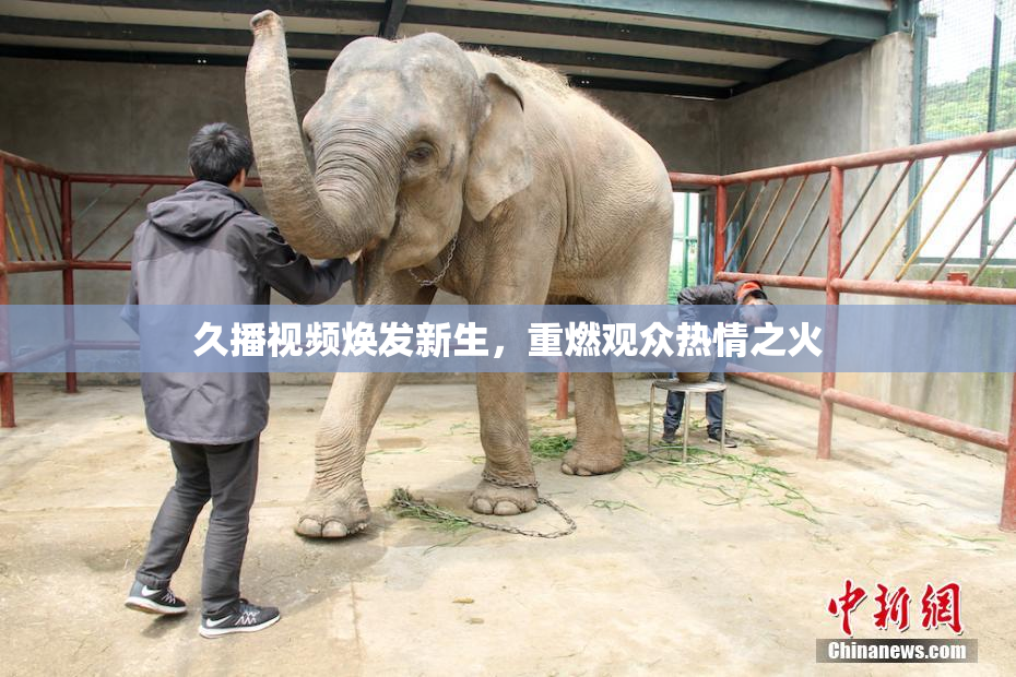 久播视频焕发新生，重燃观众热情之火