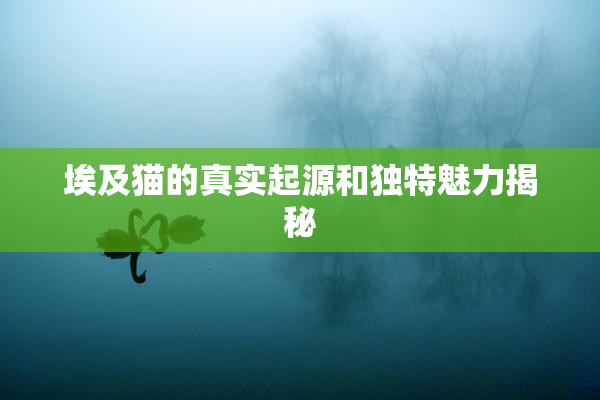 埃及猫的真实起源和独特魅力揭秘
