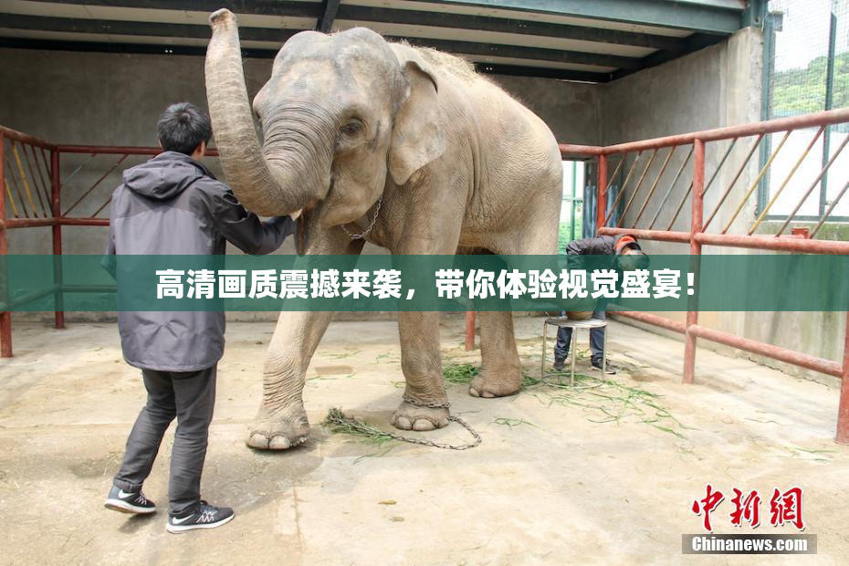 高清画质震撼来袭，带你体验视觉盛宴！