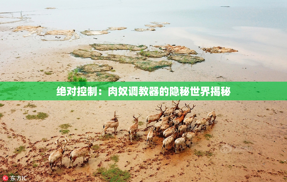 绝对控制：肉奴调教器的隐秘世界揭秘
