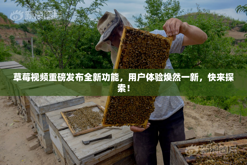 草莓视频重磅发布全新功能，用户体验焕然一新，快来探索！