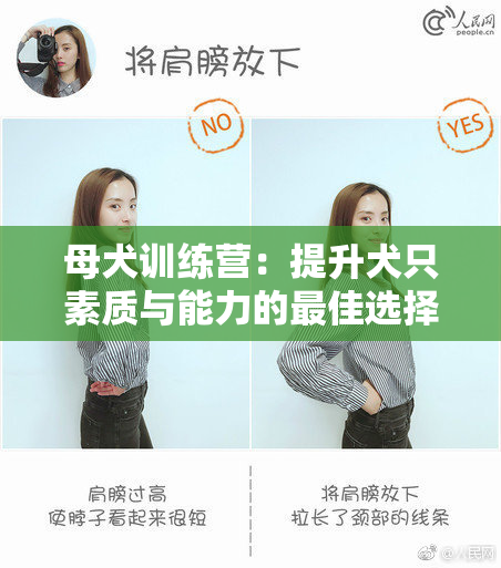 母犬训练营：提升犬只素质与能力的最佳选择