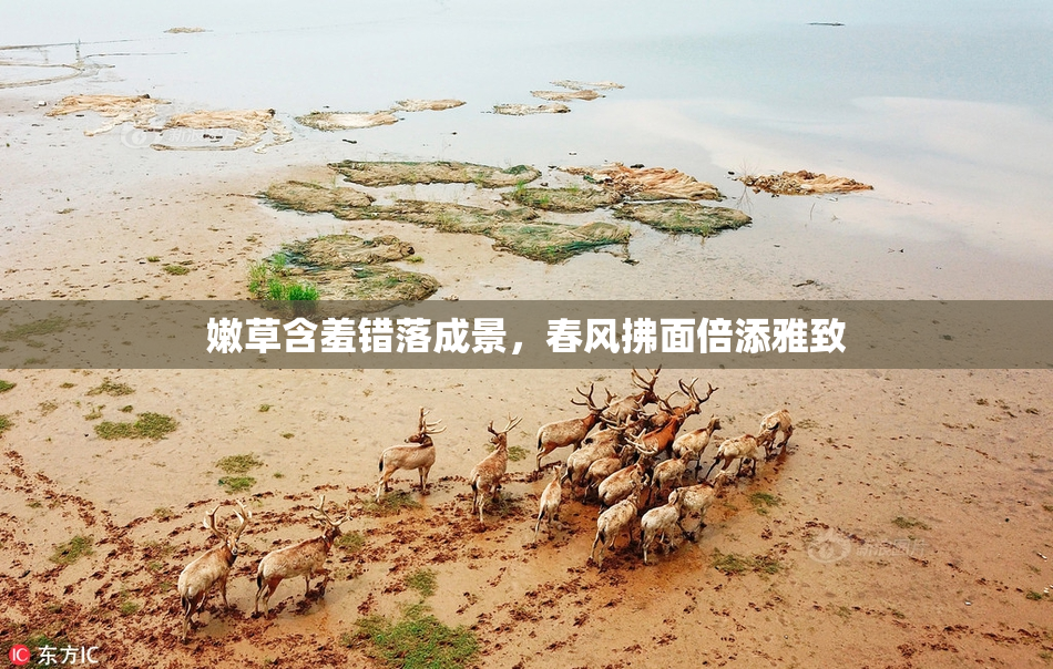 嫩草含羞错落成景，春风拂面倍添雅致