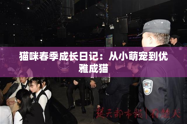 猫咪春季成长日记：从小萌宠到优雅成猫