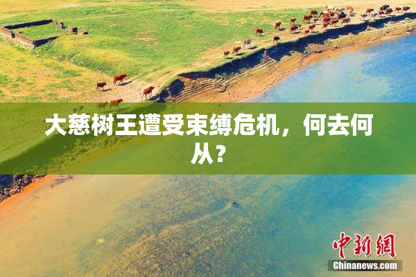 大慈树王遭受束缚危机，何去何从？