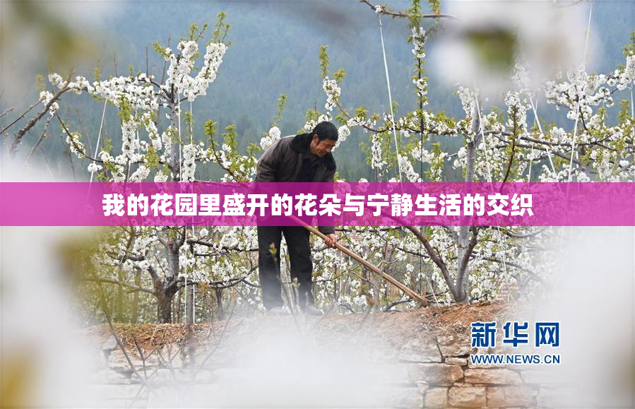 我的花园里盛开的花朵与宁静生活的交织