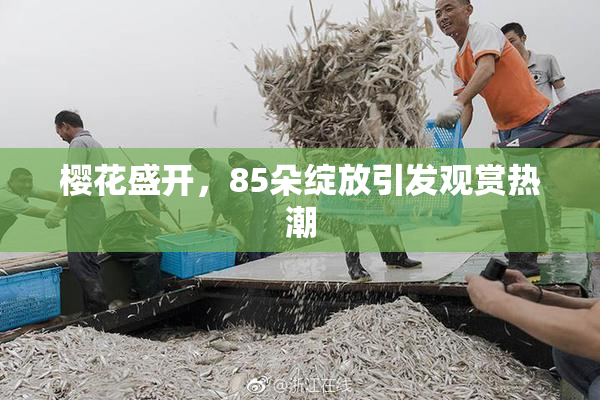 樱花盛开，85朵绽放引发观赏热潮