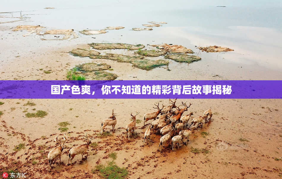 国产色爽，你不知道的精彩背后故事揭秘