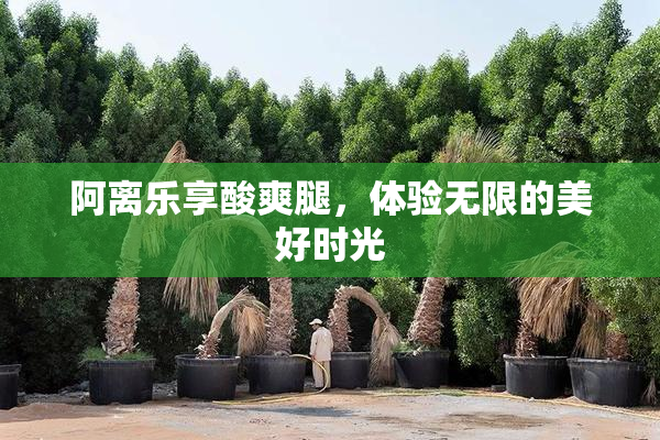 阿离乐享酸爽腿，体验无限的美好时光
