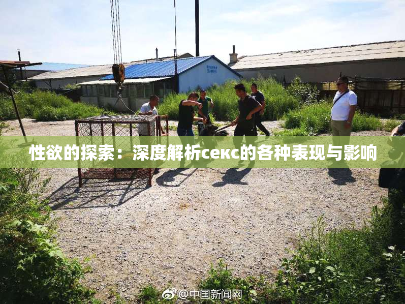 性欲的探索：深度解析секс的各种表现与影响