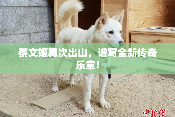 蔡文姬再次出山，谱写全新传奇乐章！
