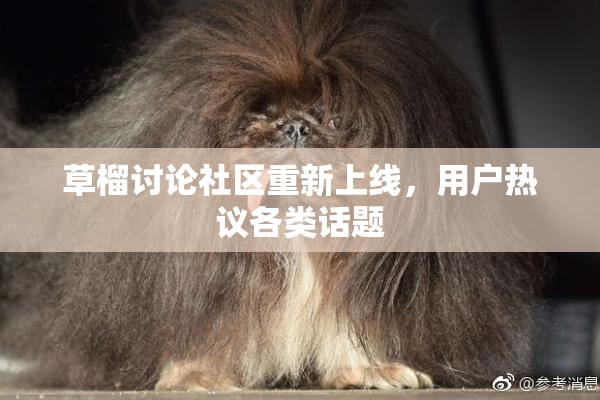 草榴讨论社区重新上线，用户热议各类话题