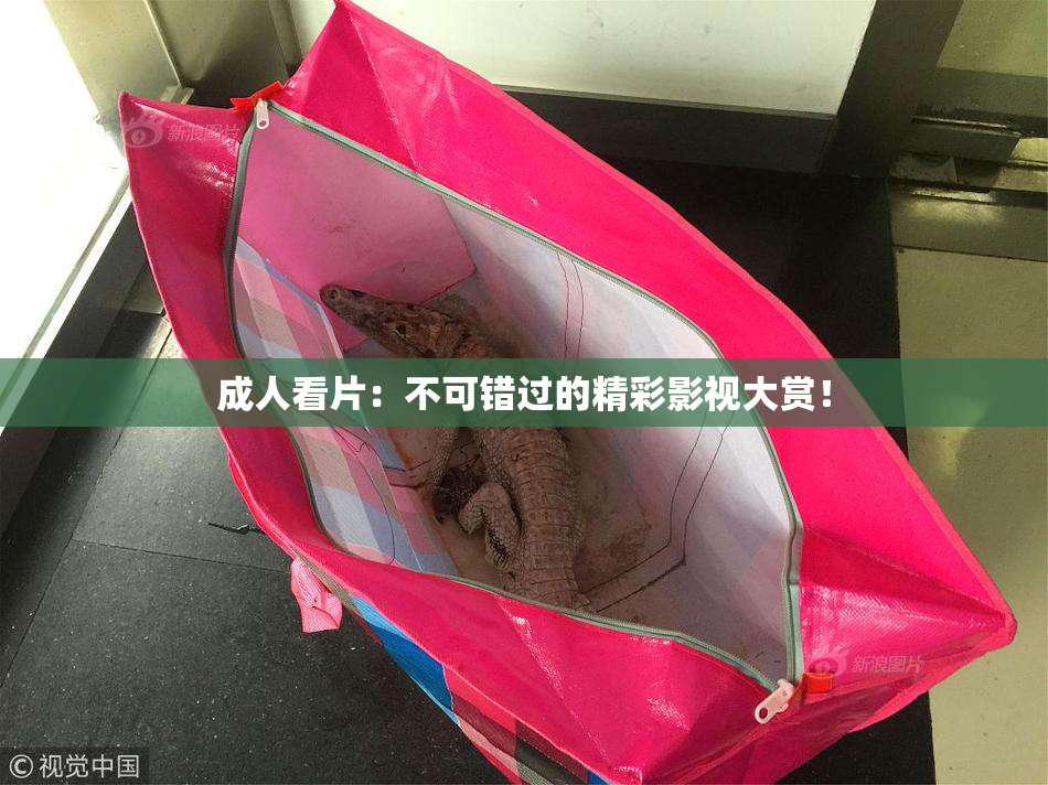 成人看片：不可错过的精彩影视大赏！