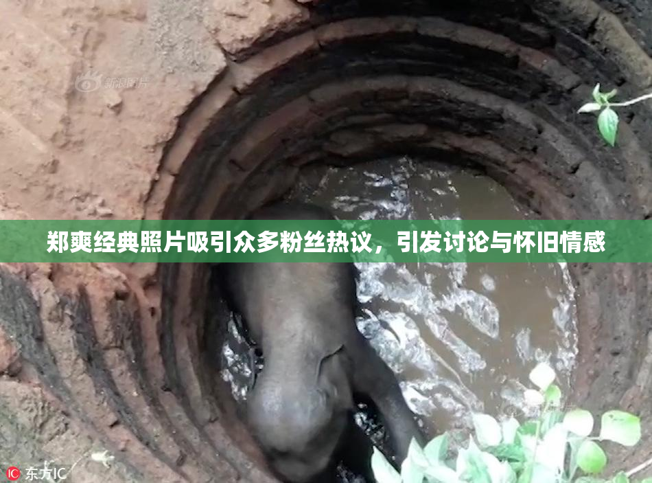 郑爽经典照片吸引众多粉丝热议，引发讨论与怀旧情感